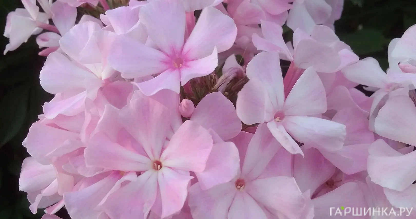 Флокс Народный