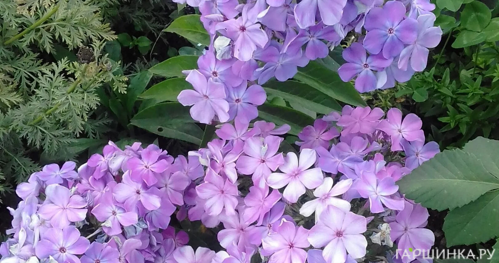 Флокс Незабудка