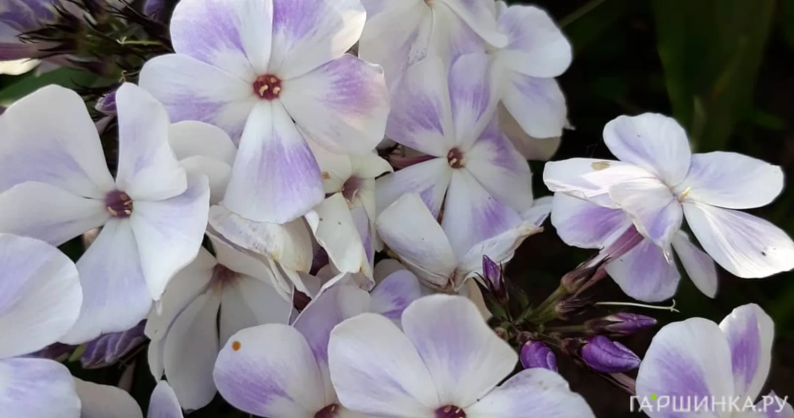 Флокс Облако