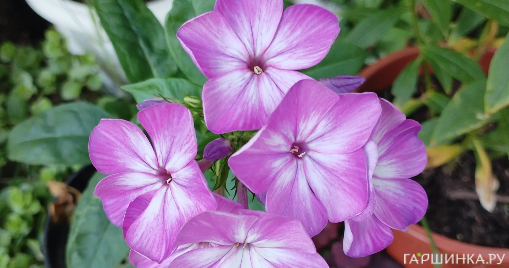 Флокс Царь Салтан