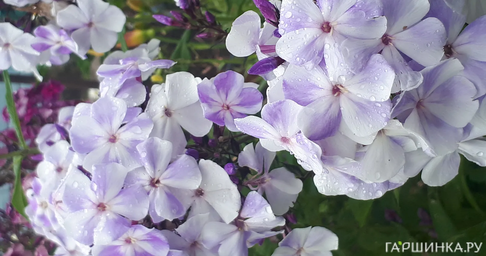 Флокс Чайка