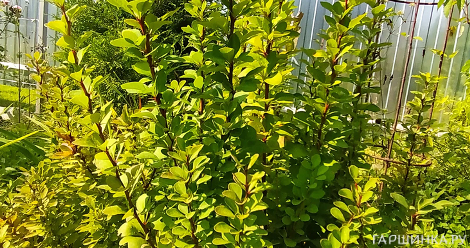 Барбарис Тунберга Эректа