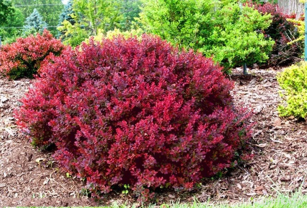 Барбарис Тунберга Багатель