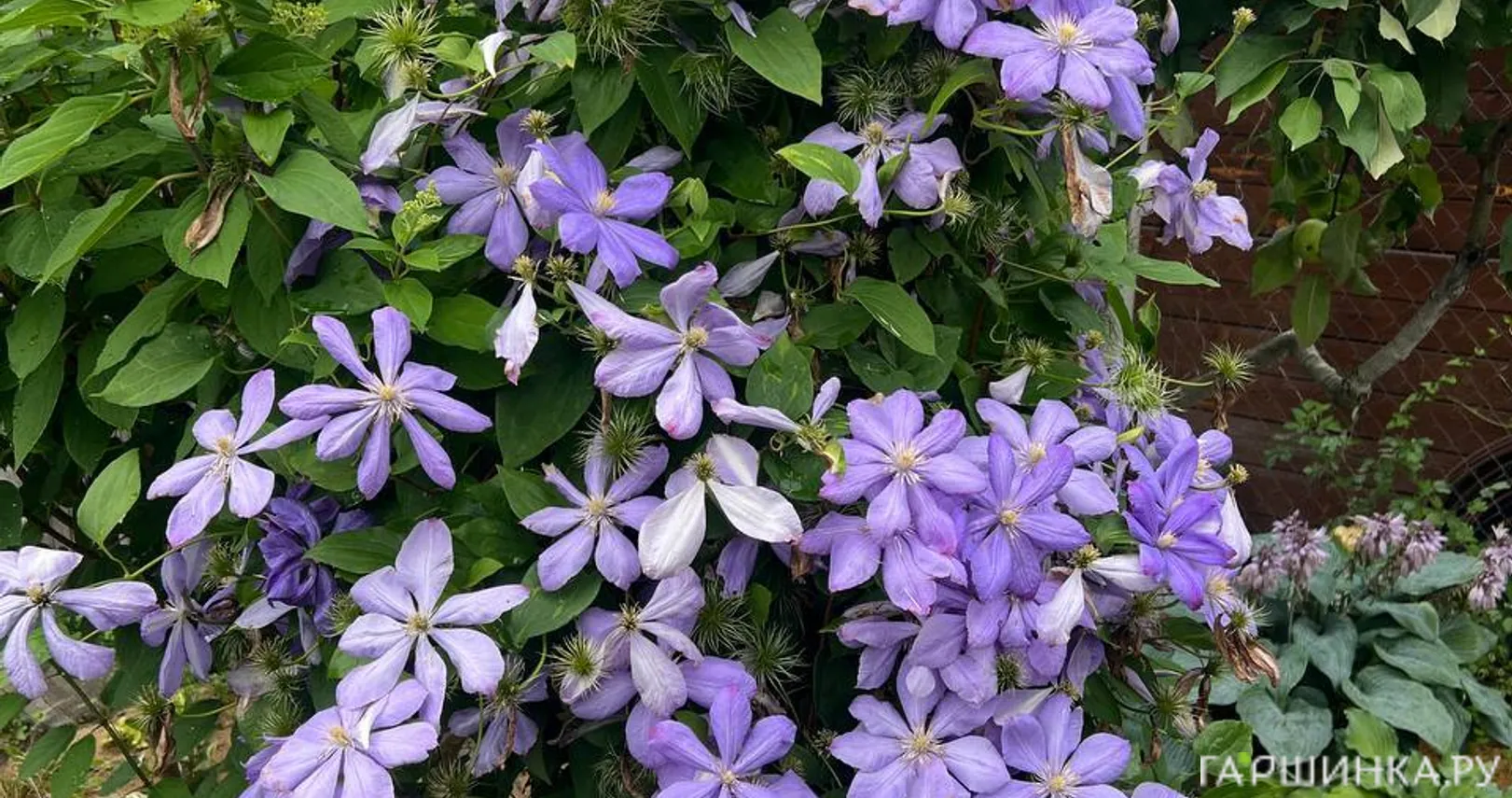 Клематис Миссис Чолмондели крупноцветковый (2)