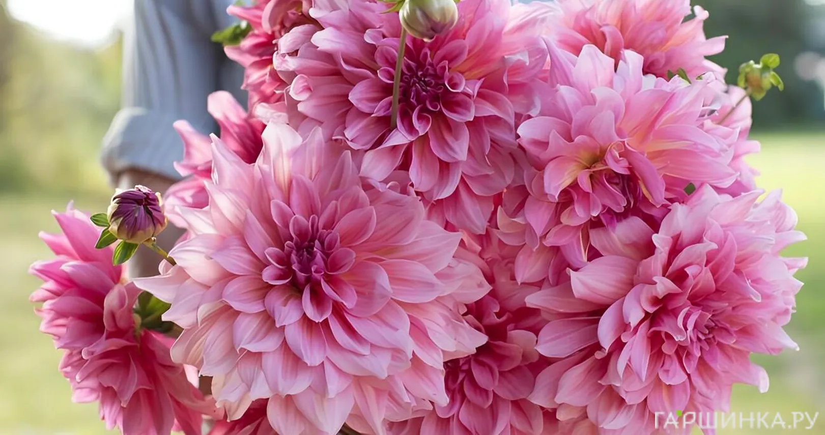 Георгина Отто Трил (МАКСИ) декоративная