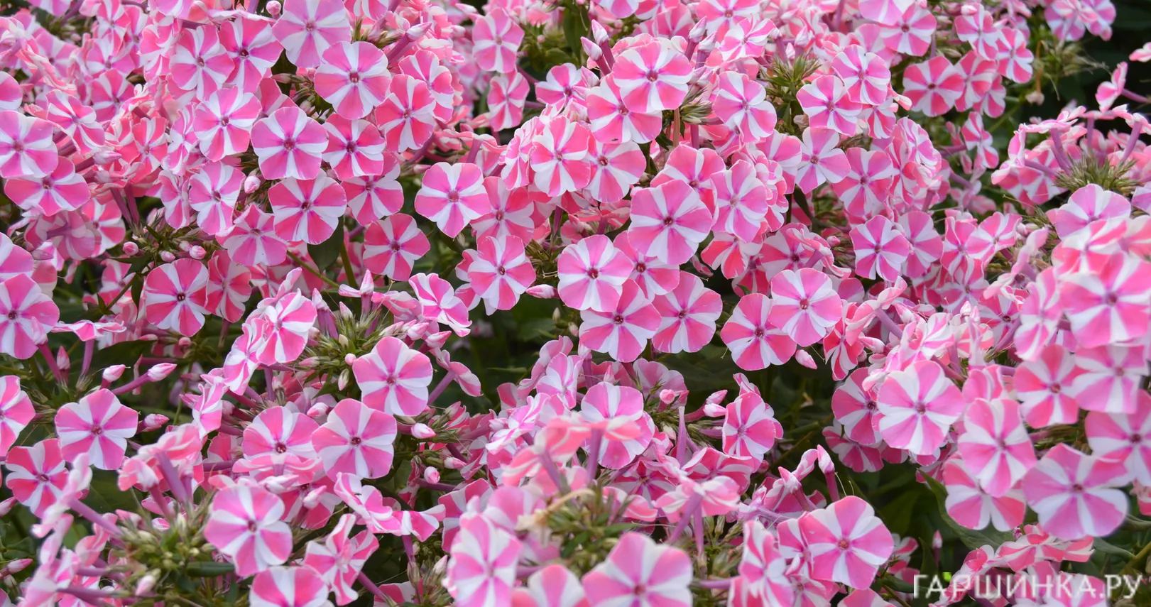 Флокс Мишенька