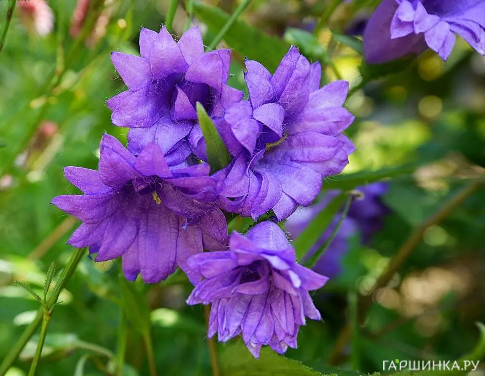 Колокольчик крапиволистный Бернис