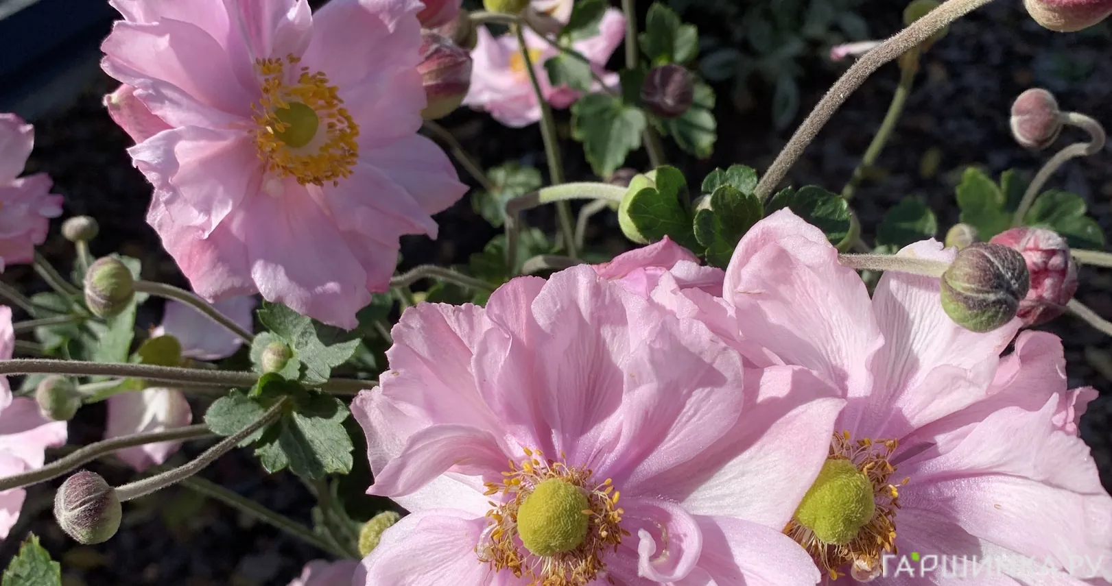 Анемона (Ветреница) японская Кенигин Шарлотта