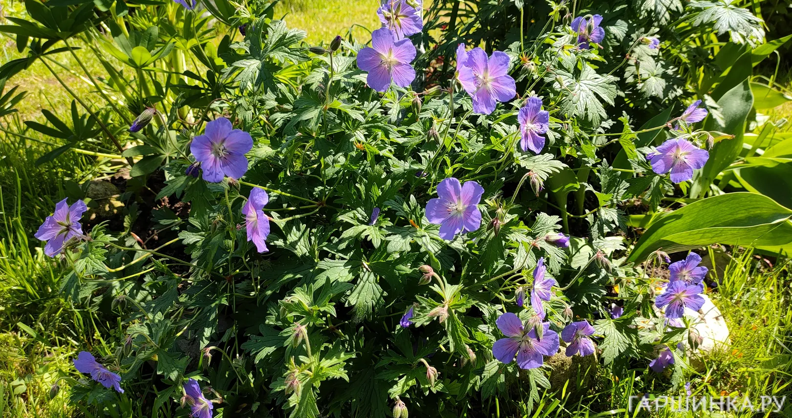 Герань садовая Розанна