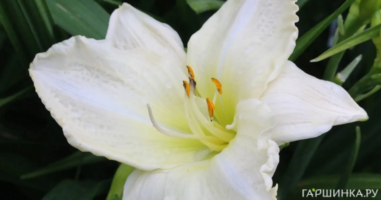 Лилейник Джоан Сеньор