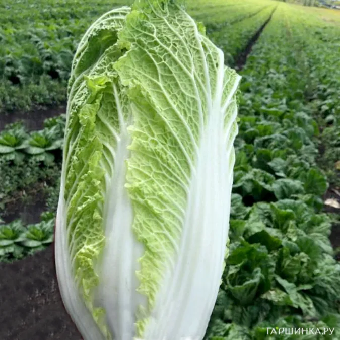 Пекинская капуста Бокал 0,2 г