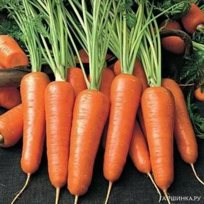 Морковь Шантенэ  4г