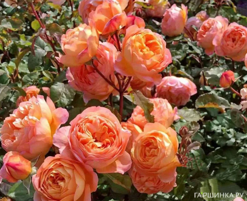 Роза Леди Эмма Гамильтон, Д.Остин кустарниковая (лиц)