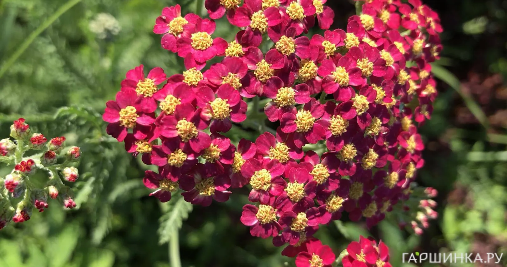 Тысячелистник Ред Вельвет