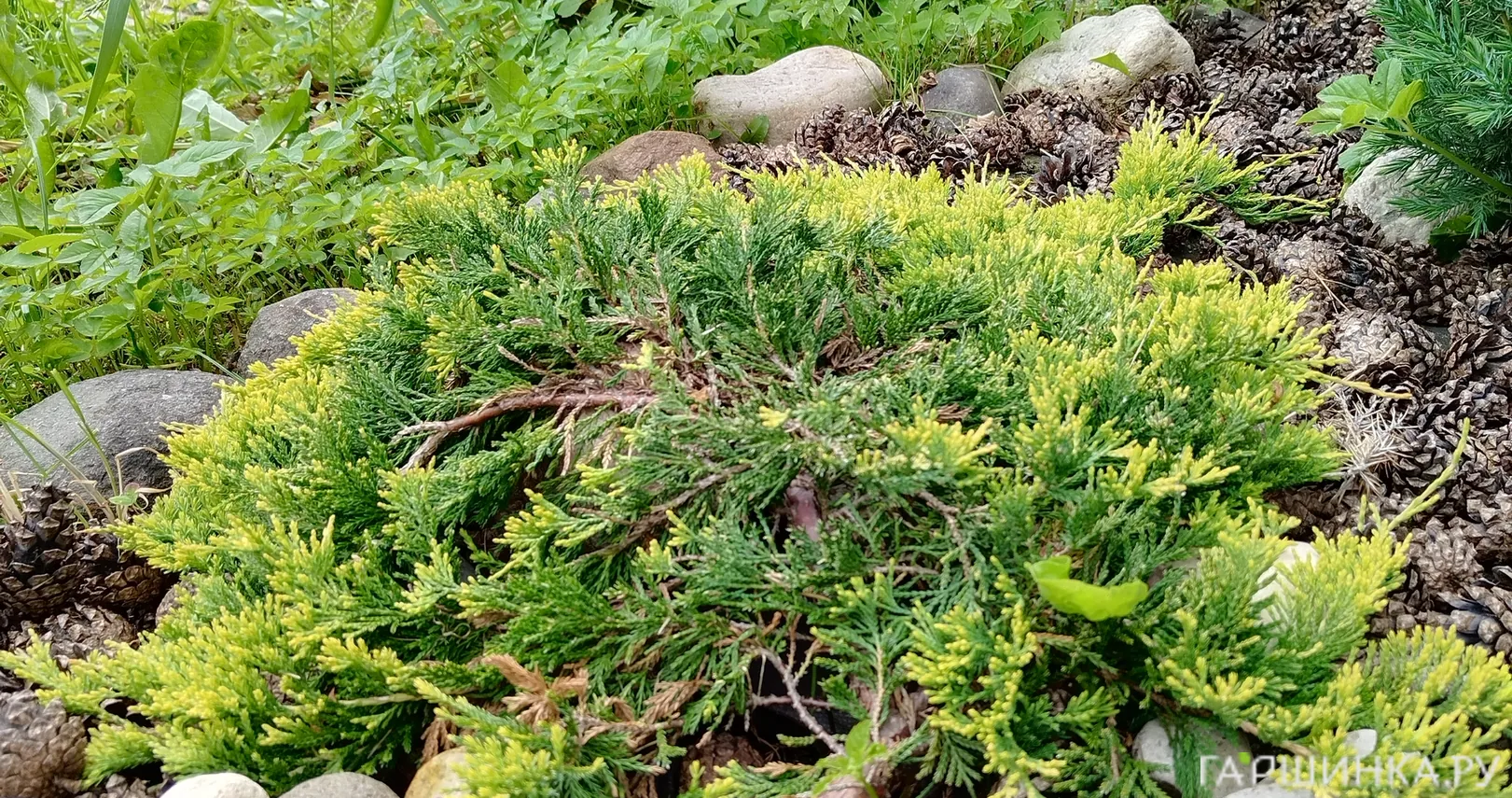 Можжевельник Голден Карпет горизонтальный