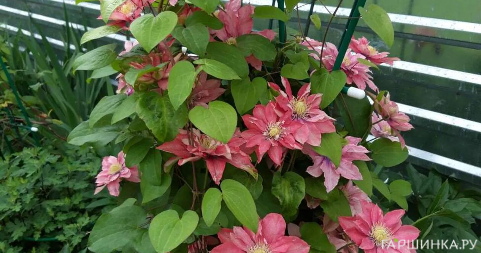 Клематис Литл Мермейд крупноцветковый (2)