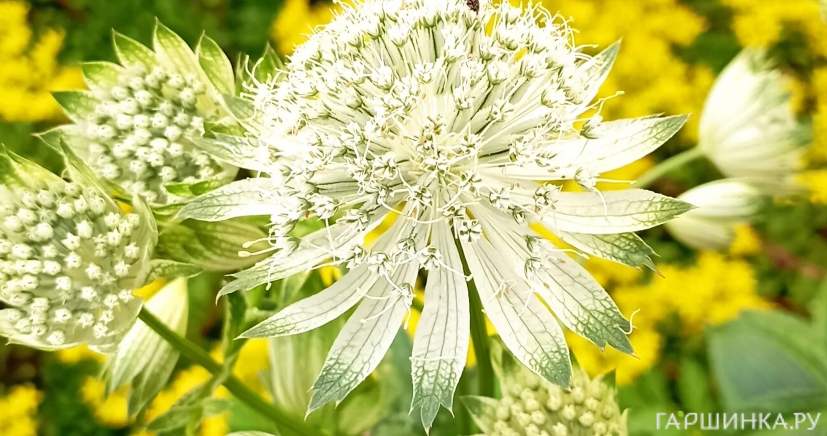 Астранция Альба