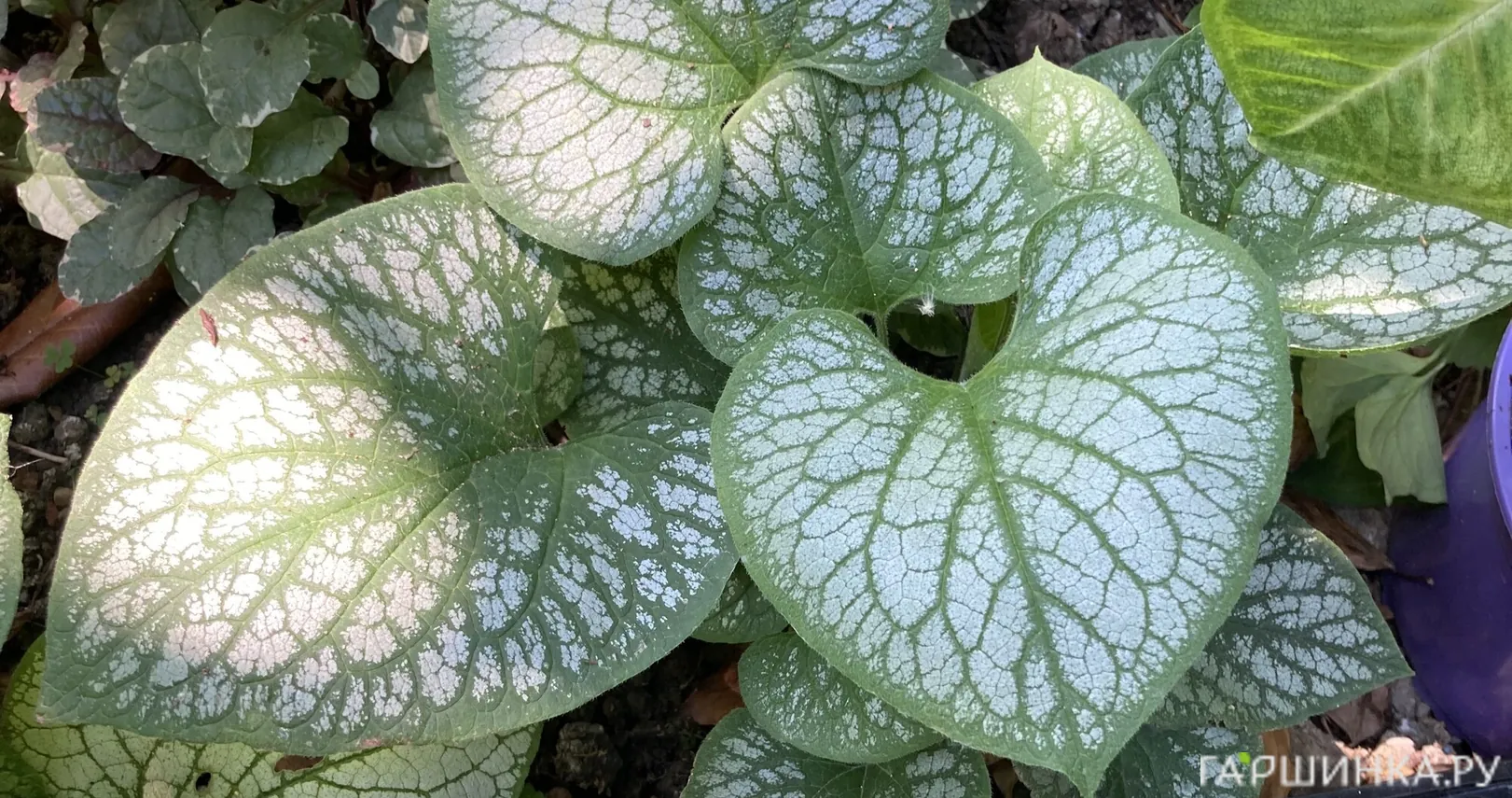 Бруннера Сильвер Вингс