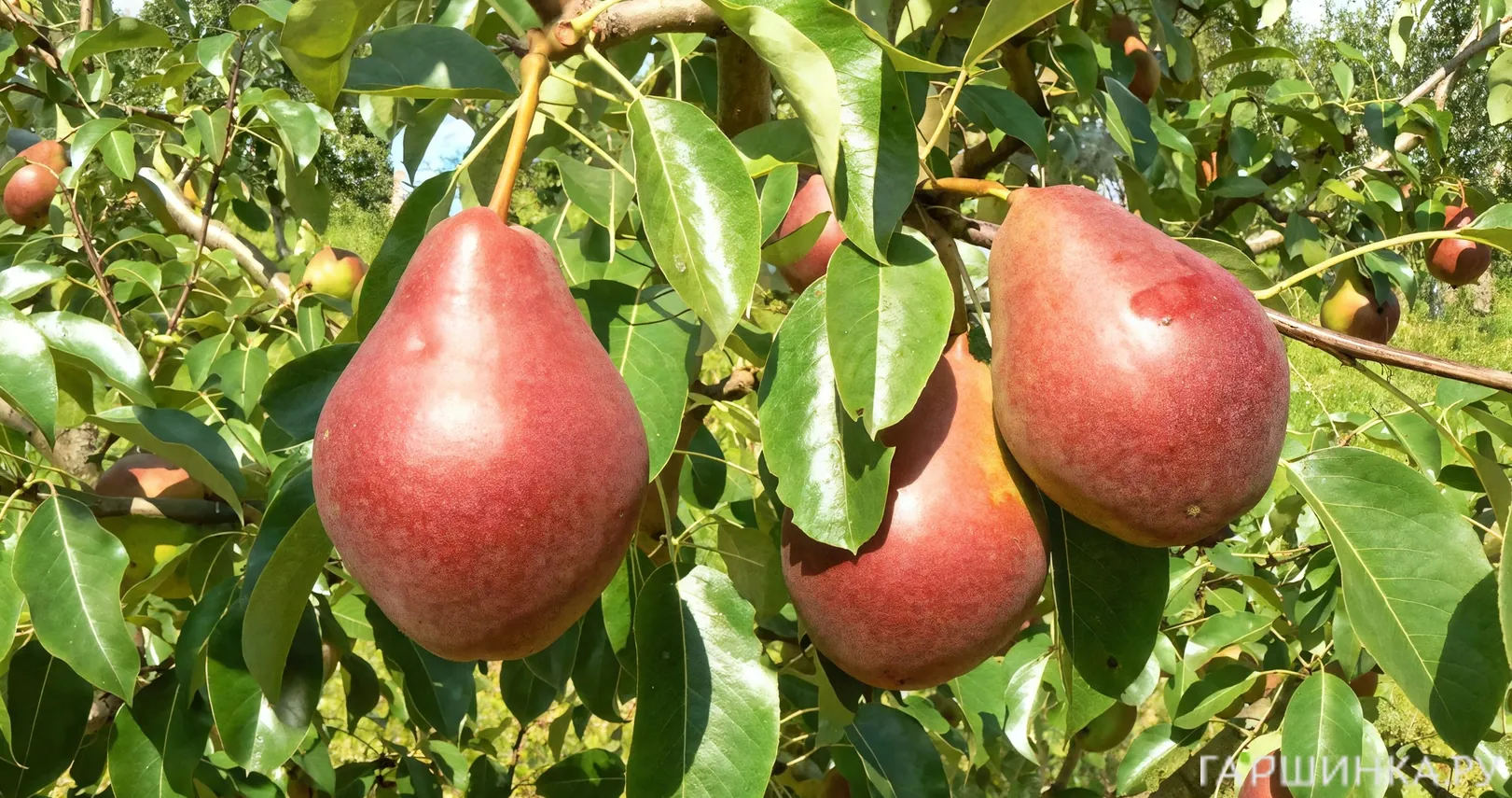 Груша Нарядная Ефимова