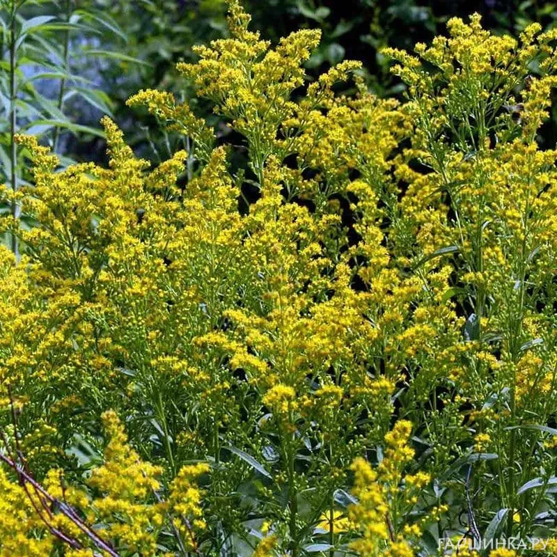 Золотарник (солидаго) гибридный Страхленкрон