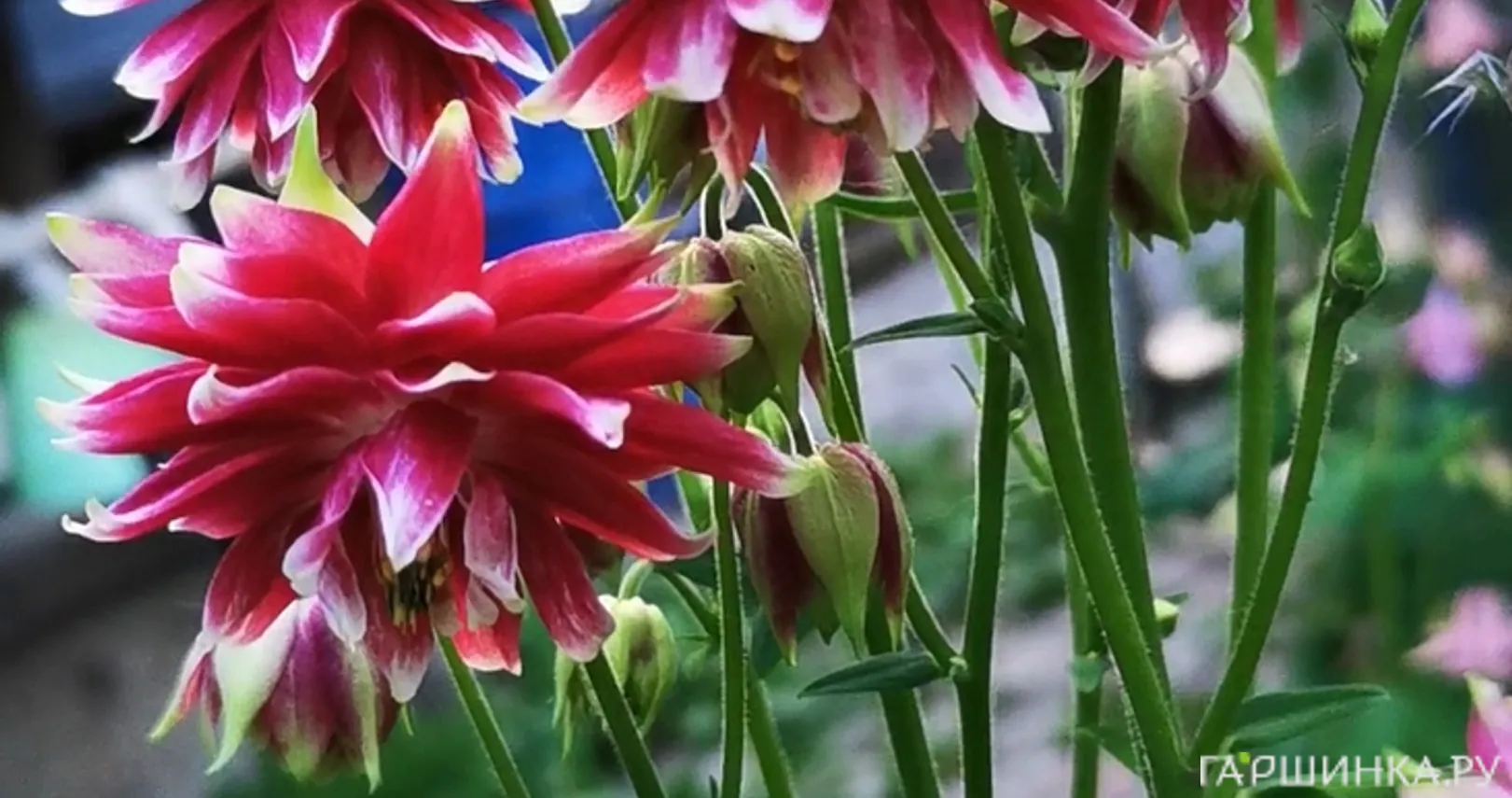 Аквилегия Нора Барлоу