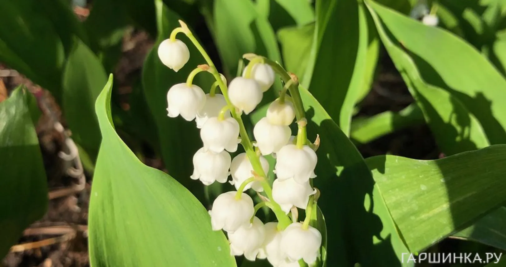 Ландыш майский Бордо