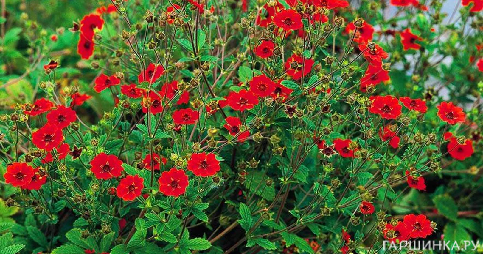 Лапчатка темно-кроваво-красная