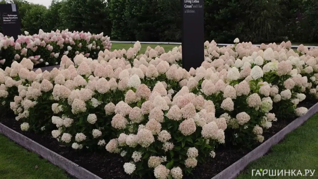 Гортензия Коттон крем (Хлопковый крем) метельчатая