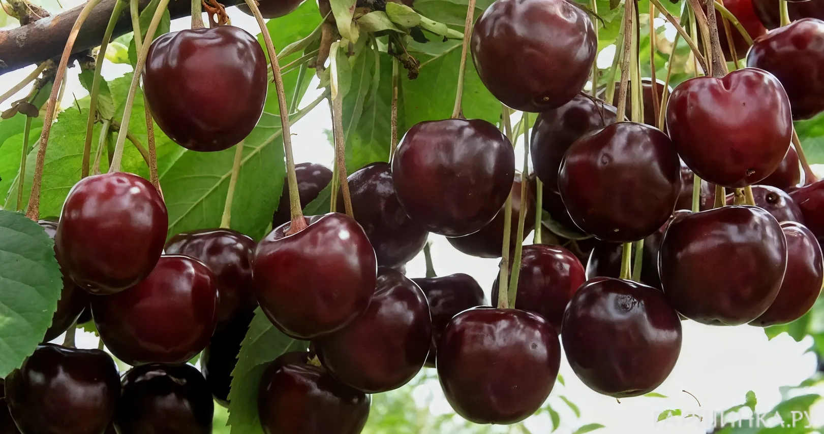 Вишня Октава