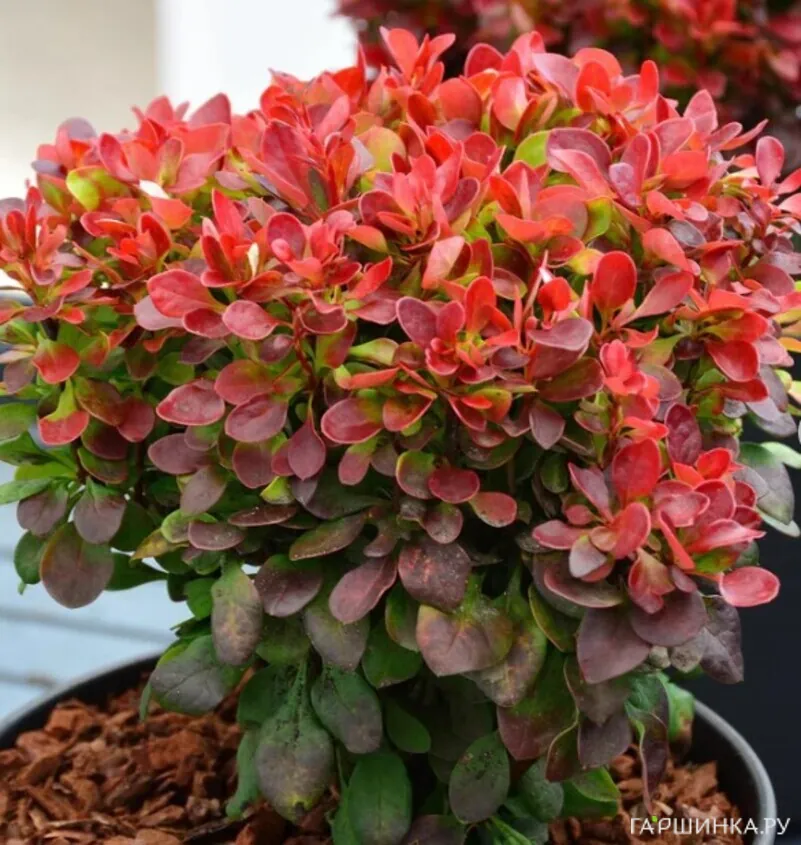 Барбарис Тунберга Лютин Руж