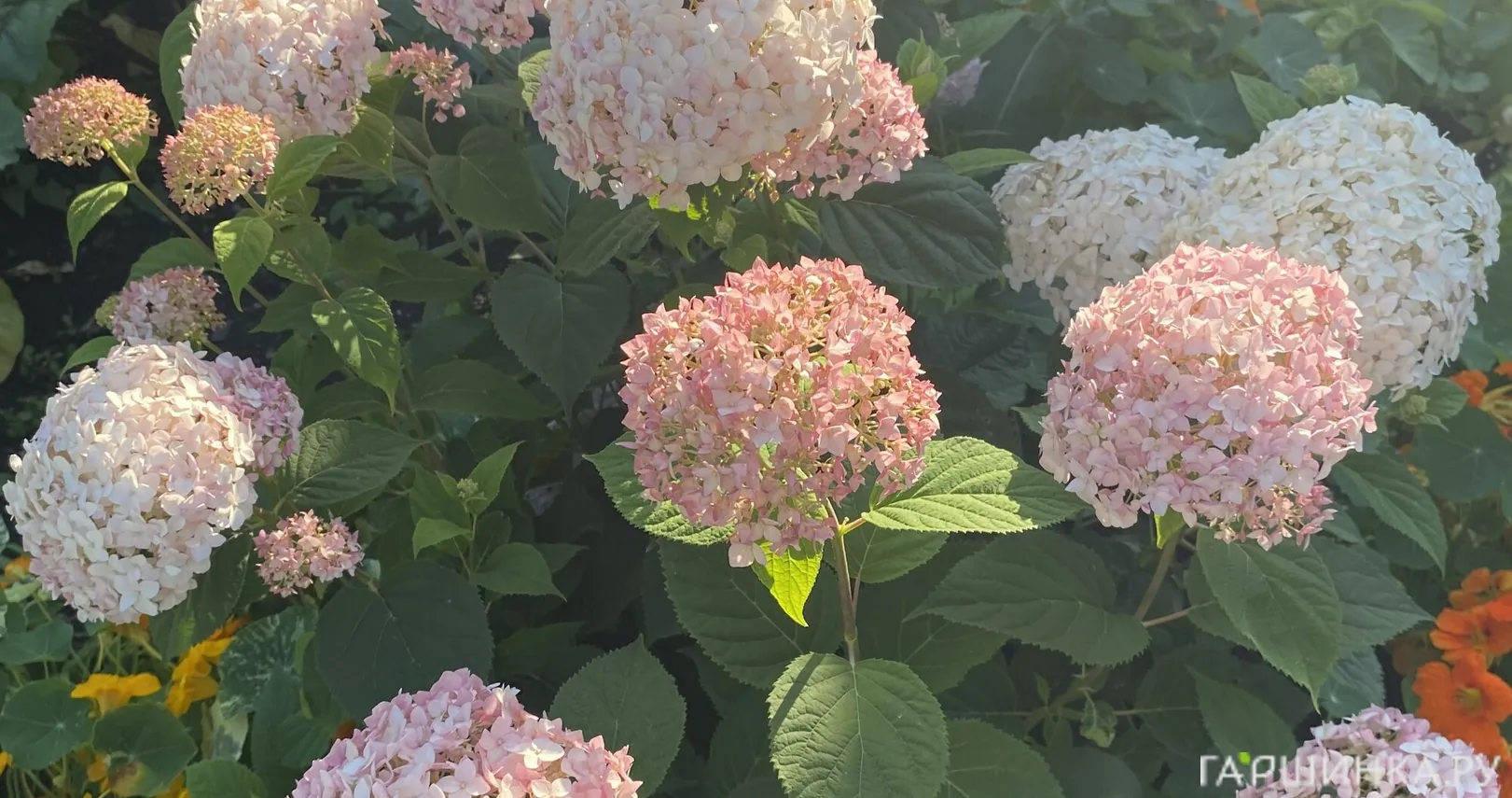 Гортензия Кандибелле Маршмеллоу древовидная