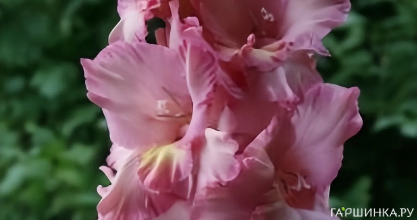 Гладиолус Хорошее Настроение