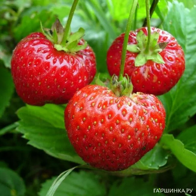 Земляника Аромат лета