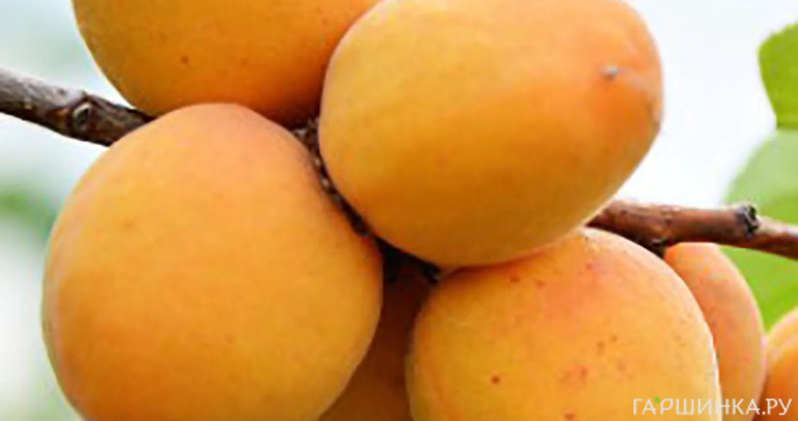 Абрикос Ульянихинский