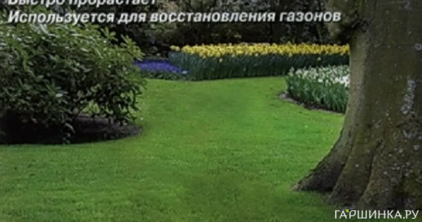 Семена Газон Лужок