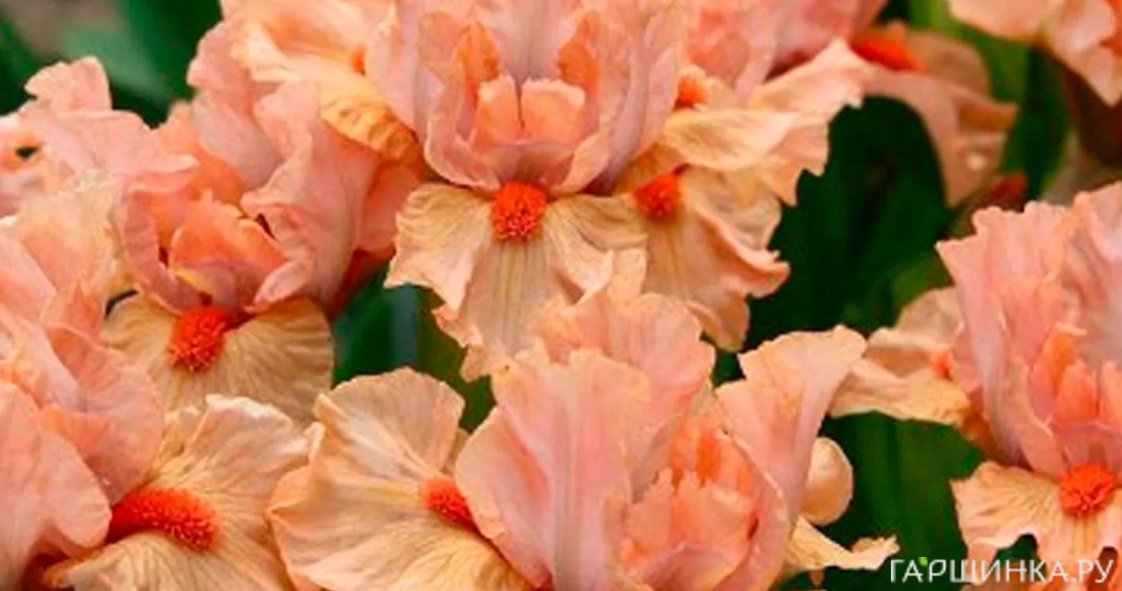 Ирис Джойфул Лав