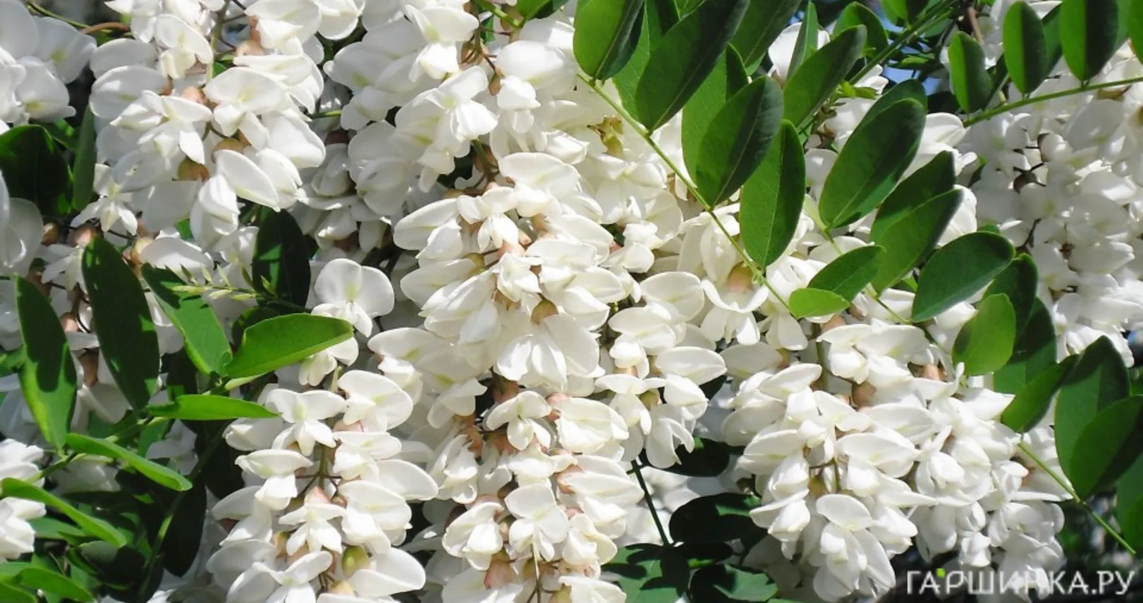 Акация белая