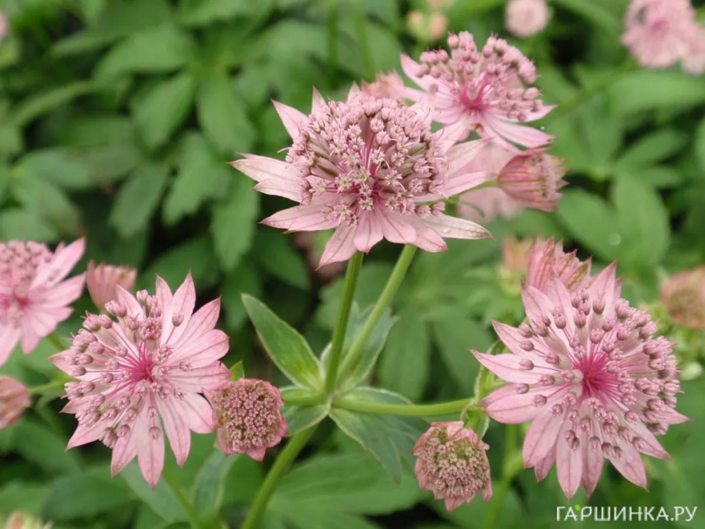 Астранция Пинк Прайд крупная