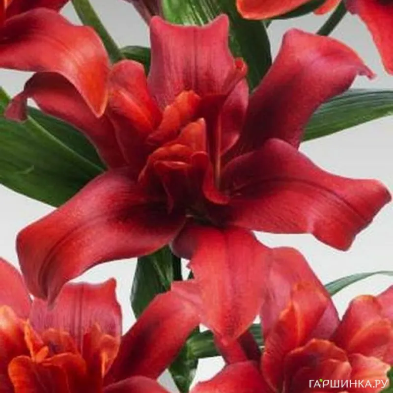 Лилия Болд Игл азиатская махровая