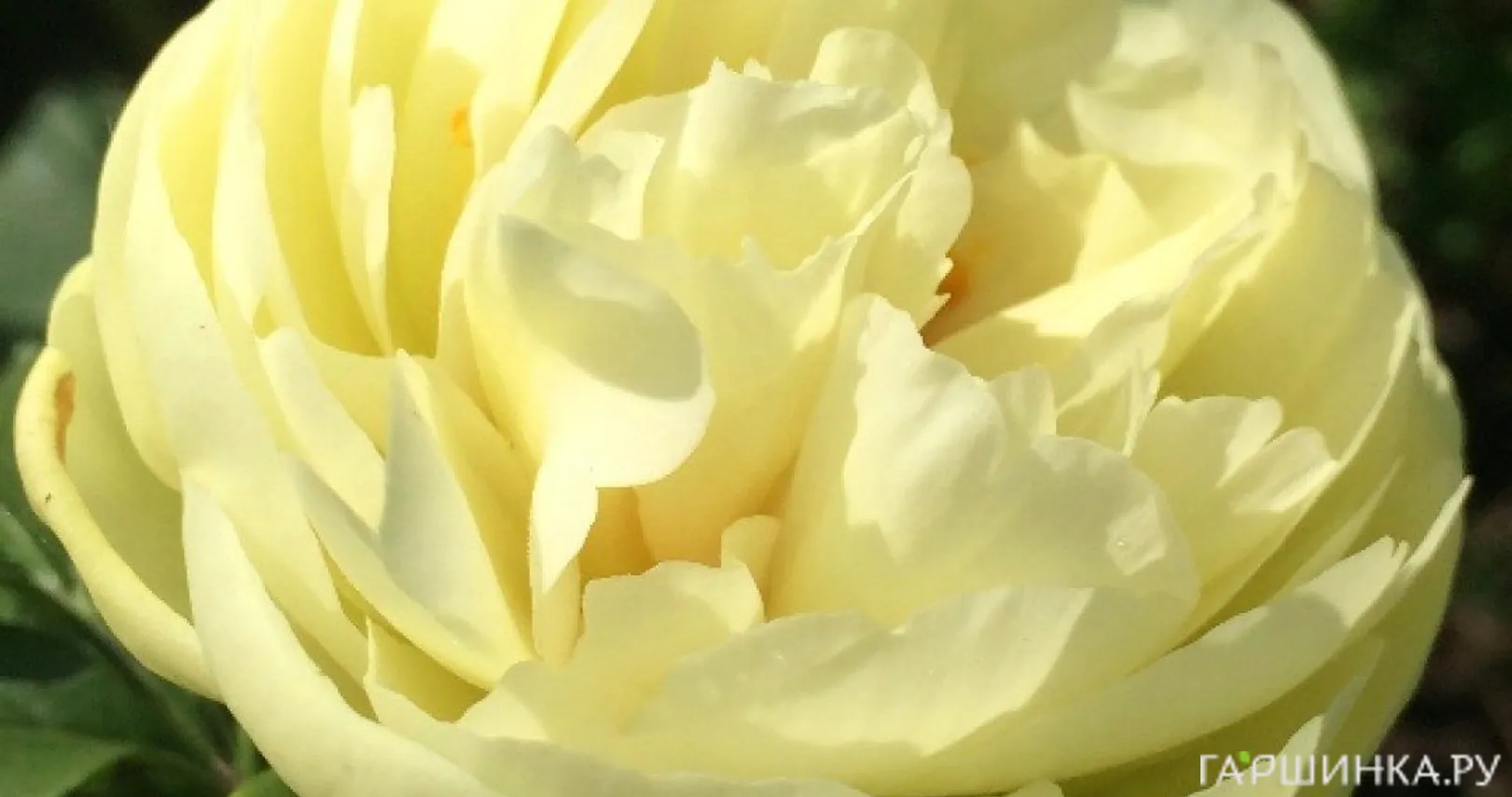 Пион Лемон Шифон