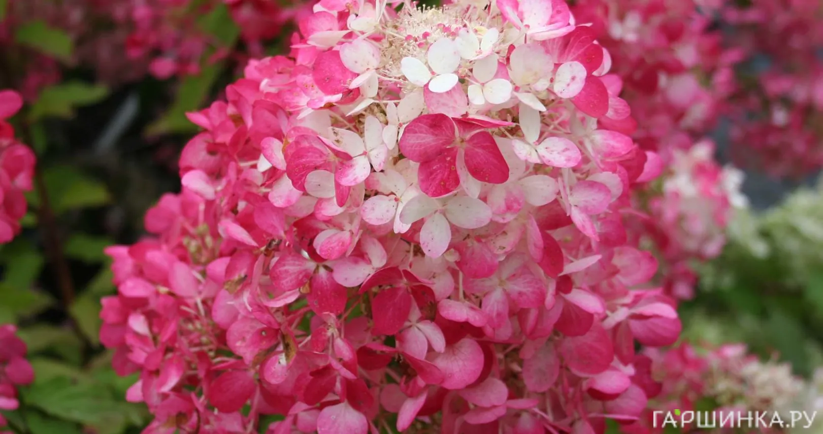 Живая изгородь: Гортензия Даймонд Руж 10шт