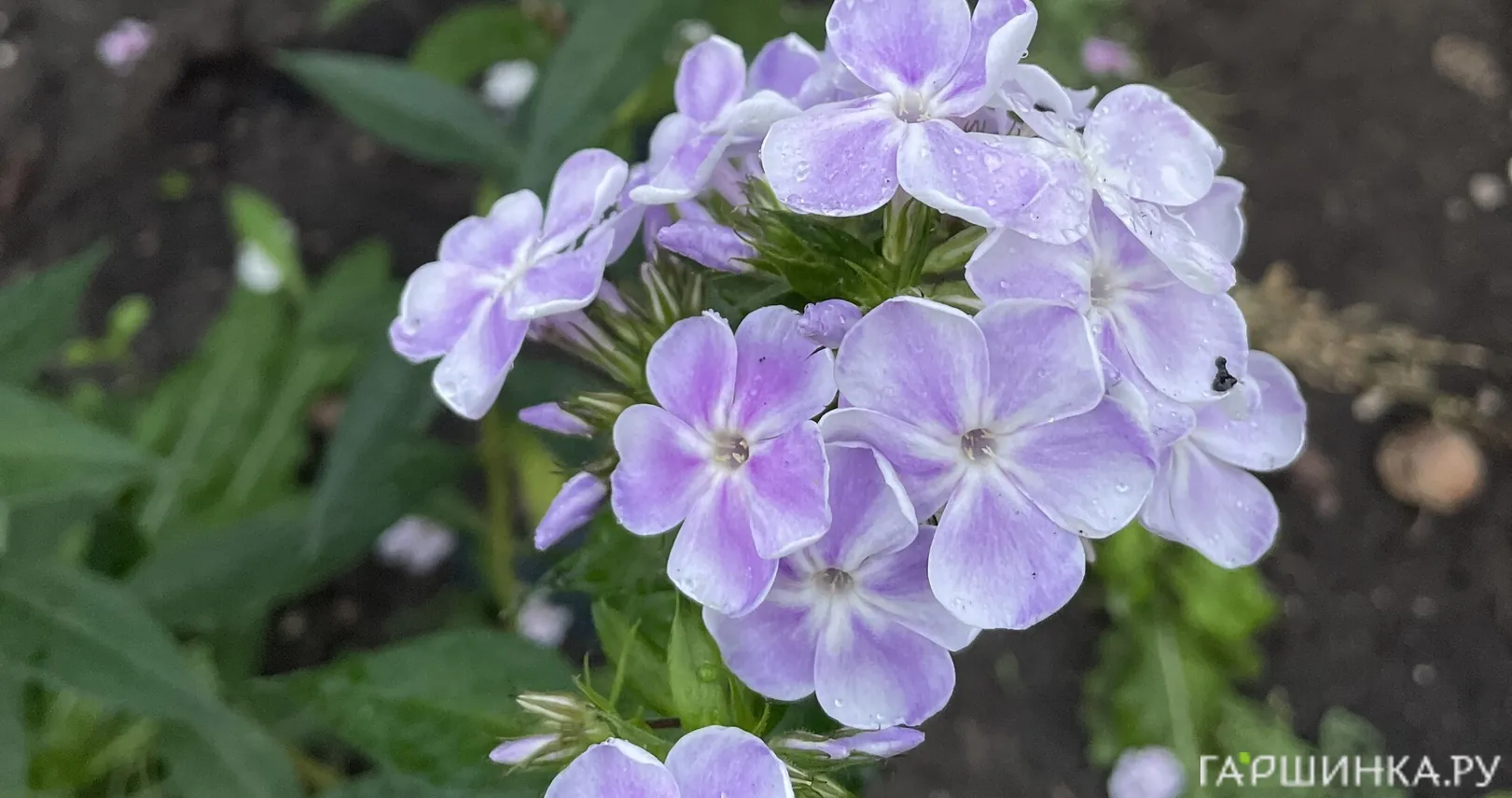 Флокс Миниатюра