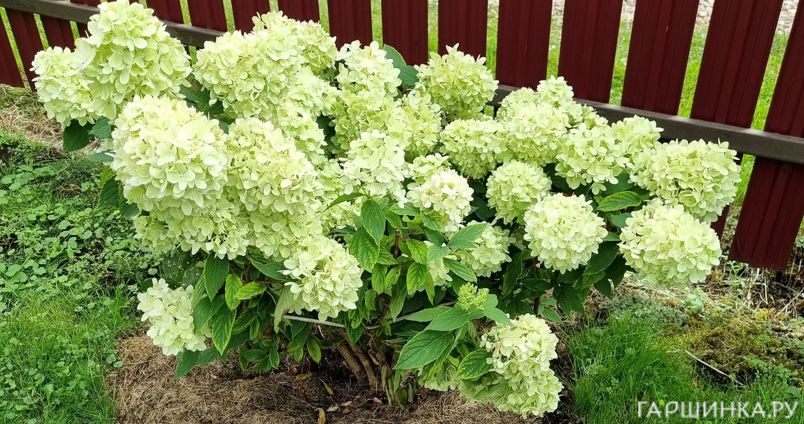 Гортензия Мохито метельчатая