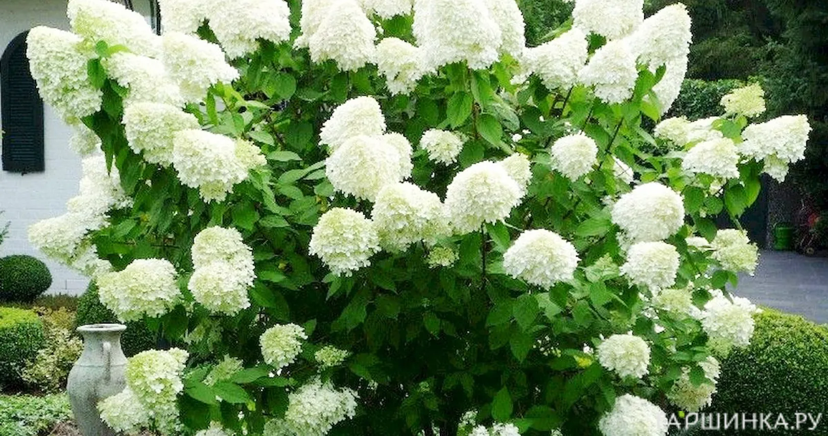 Гортензия Полар Бир (Полярный медведь) метельчатая