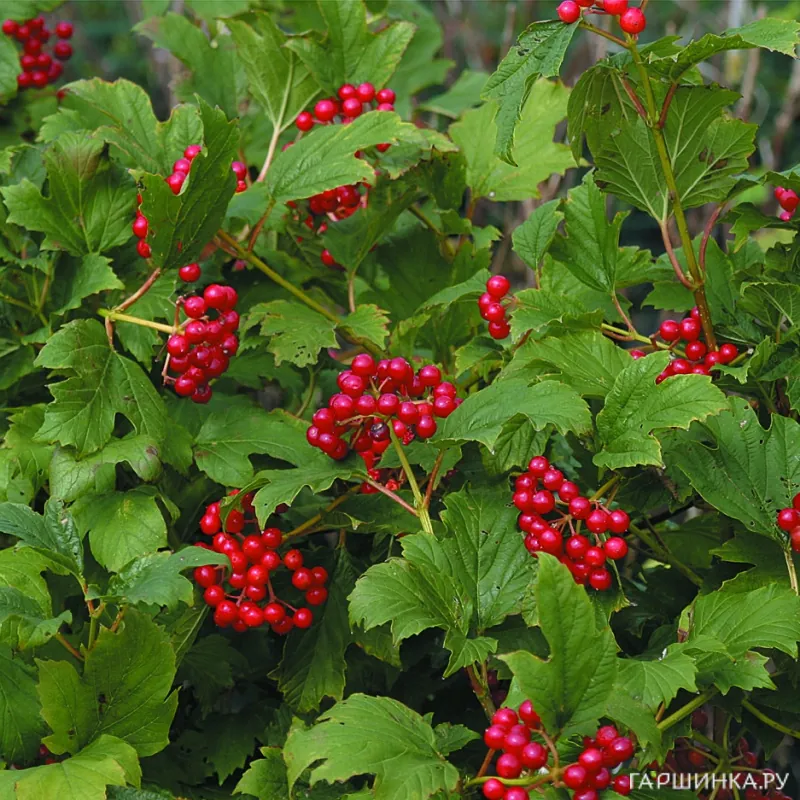 Калина Компактум