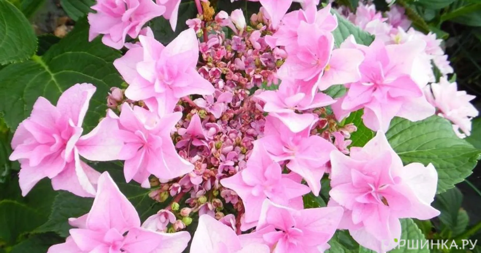 Гортензия Доппио Роза крупнолистная (макрофила)