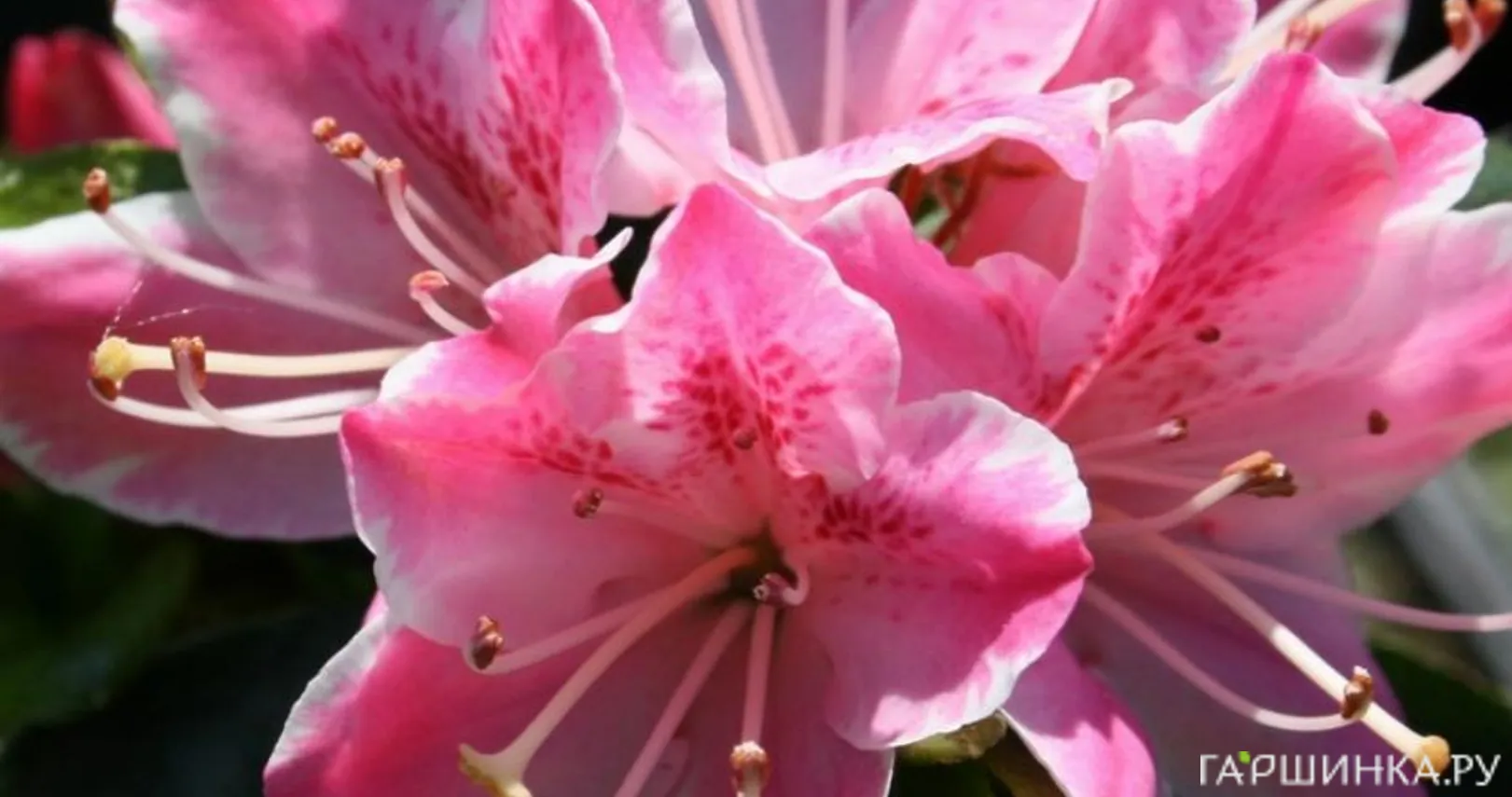 Рододендрон (Азалия) Гейша Роза