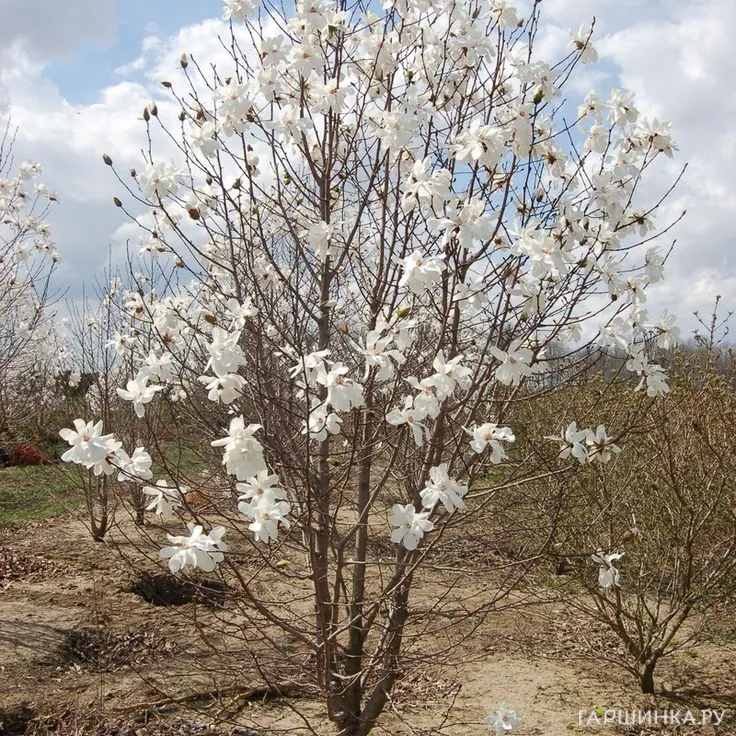 Магнолия Лебнера Меррилл