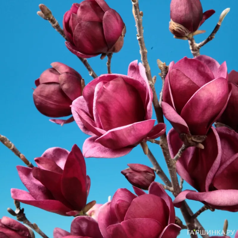 Магнолия Дженни