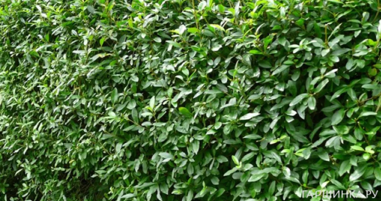 Бирючина обыкновенная Атровиренс